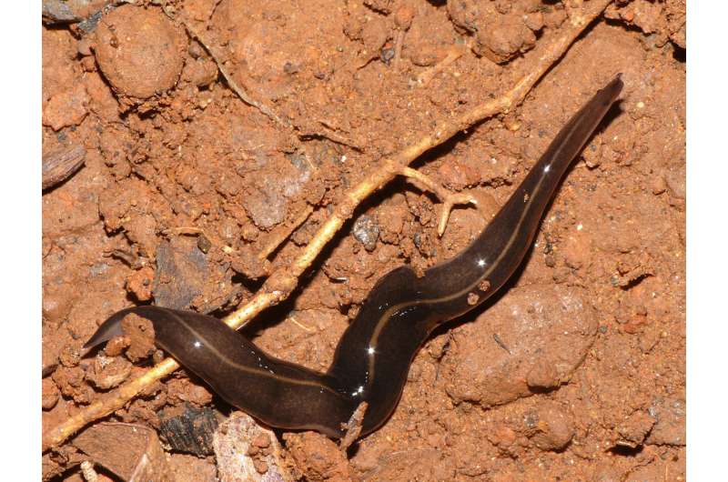 Slugs, snails are not alone in causing rat lungworm disease in humans