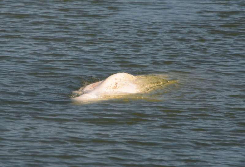 The whale was first spotted on Tuesday in the river that runs through Paris to the English Channel