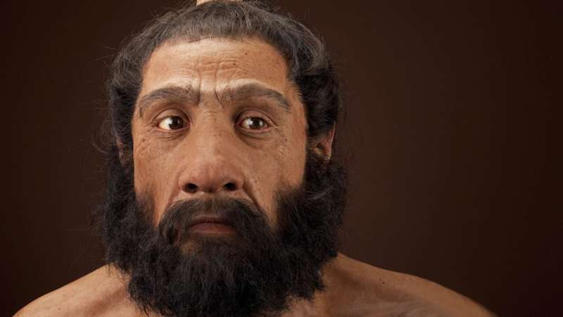 Study of ancient skulls sheds light on human interbreeding with neandertals