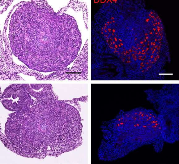 Study reveals how the ovarian reserve is established