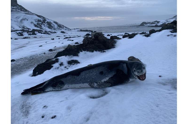 Team Provides Novel Baseline Data on Leopard Seals, Mysterious Apex Predators of Antarctica