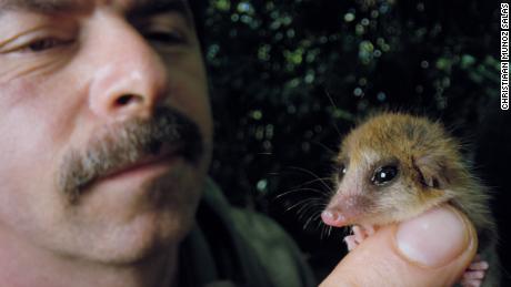 Biologist Roberto Nespolo of Austral University of Chile holds a monito del monte, a forest-dwelling marsupial that is native to Patagonia in South America. 