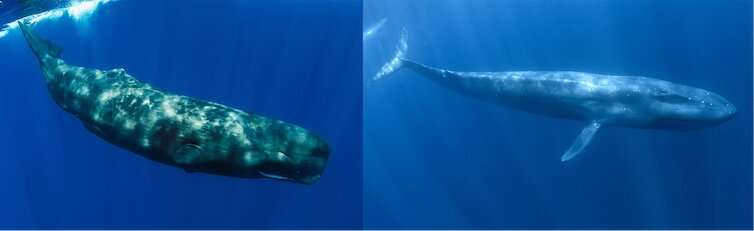 Warming oceans may force New Zealand's sperm and blue whales to shift to cooler southern waters