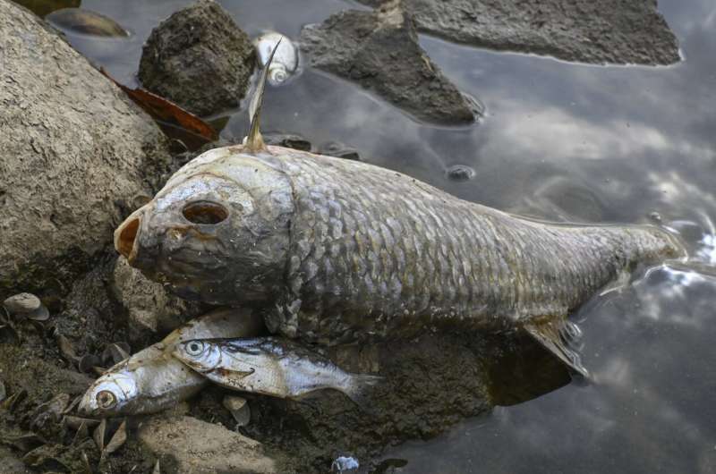 What killed tons of fish in European river? Mystery deepens