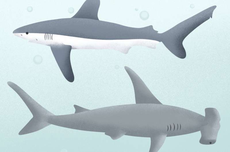 Why are we seeing so many sharks? When is it OK to hunt them?