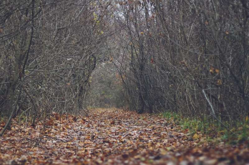 dead leaves