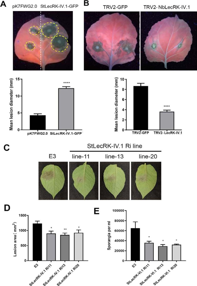 Scientists characterize the potato L-type lectin StLecRK-IV.1, which negatively regulates late blight resistance