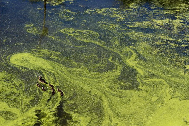 Algal toxin produced by brackish water species detected in Oder water, natural causes unlikely