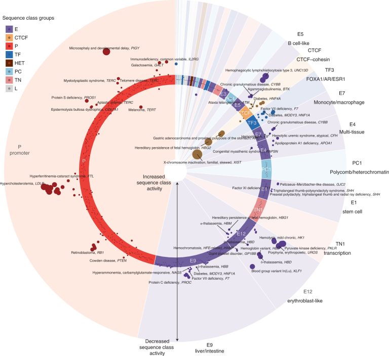 Artificial intelligence tools predict DNA’s regulatory role and 3D structure