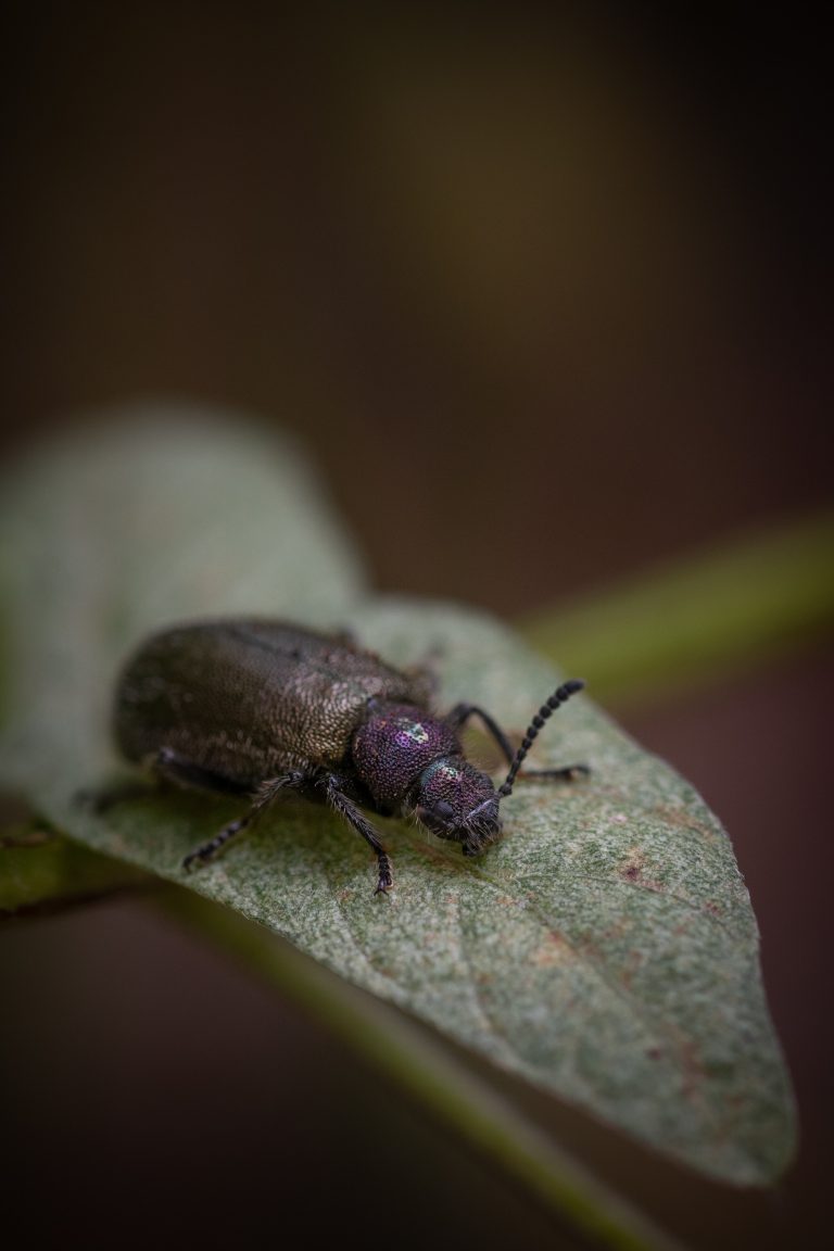 Beetles rely on unique ‘back pockets’ to keep bacterial symbionts safe during metamorphosis