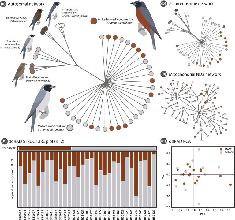 Genetics of two bird species hardly differs, despite significant plumage variation