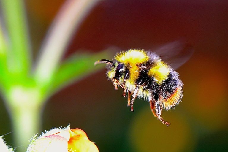 Self-pollinating plant shows rapid loss of genetic variation