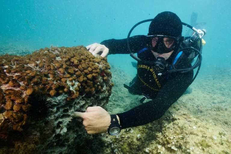 Poaching of ‘status symbol’ date mussels threatens Italy’s coasts