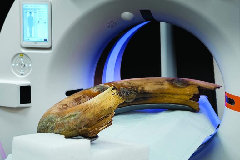 CT scanner captures entire wooly mammoth tusk