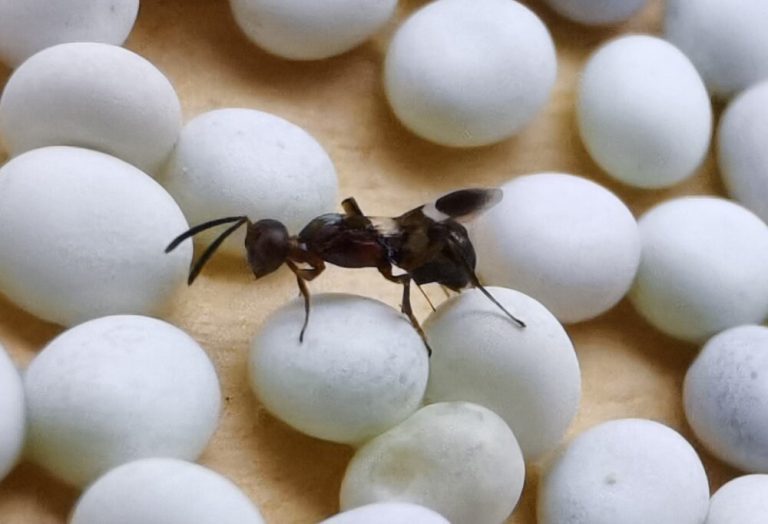 Using a natural enemy to kill brown marmorated stink bug eggs