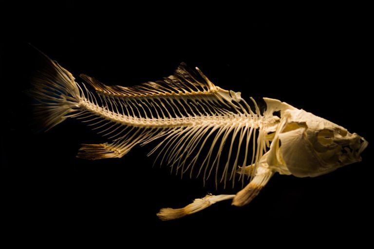 Rotting fish help solve mystery of how soft tissue fossils form