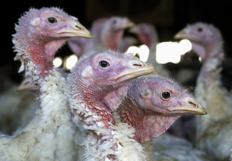 Deadly bird flu returns to Midwest earlier than expected