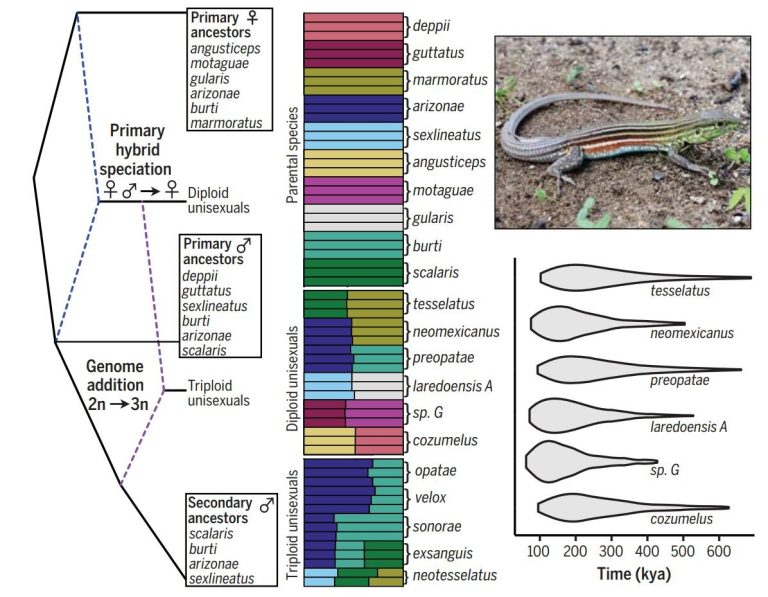 Evolutionary network of whiptail lizards reveals predictable outcomes of hybridization