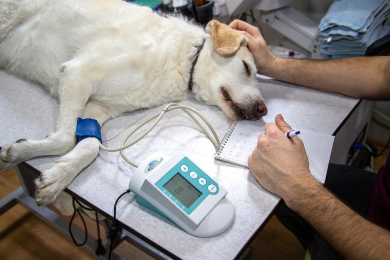 Cooler temps and northern climes associated with increased diabetes diagnoses in dogs