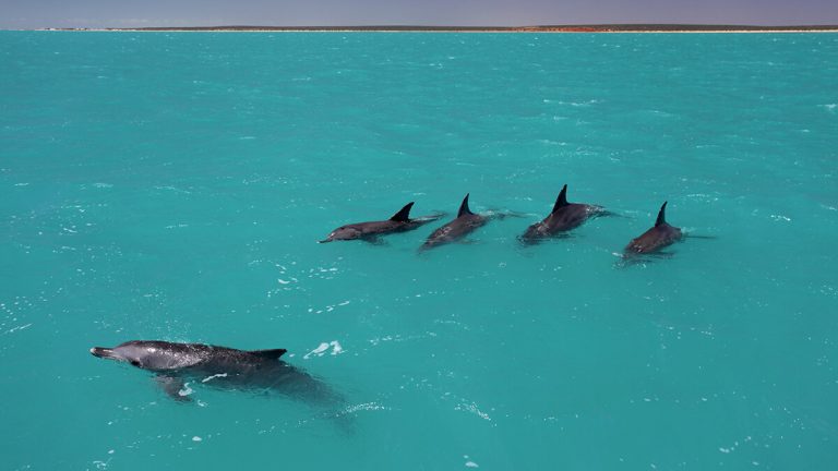 Dolphins form largest alliance network outside humans, study finds