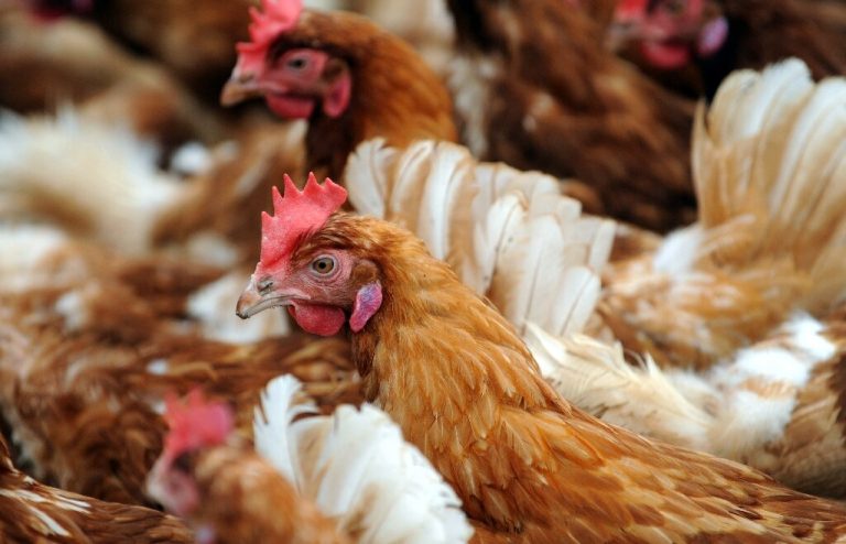 China heat wave pushes up prices as hens lay fewer eggs