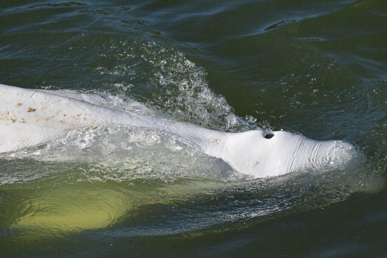 France readies ‘exceptional’ rescue of beluga astray in Seine