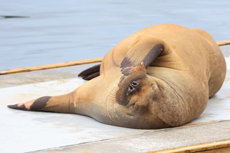 Walrus that attracted crowds in Oslo fjord euthanised