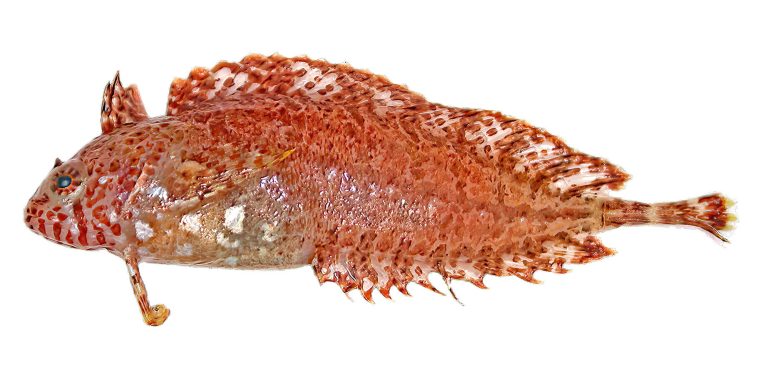 139 new species named in Australia