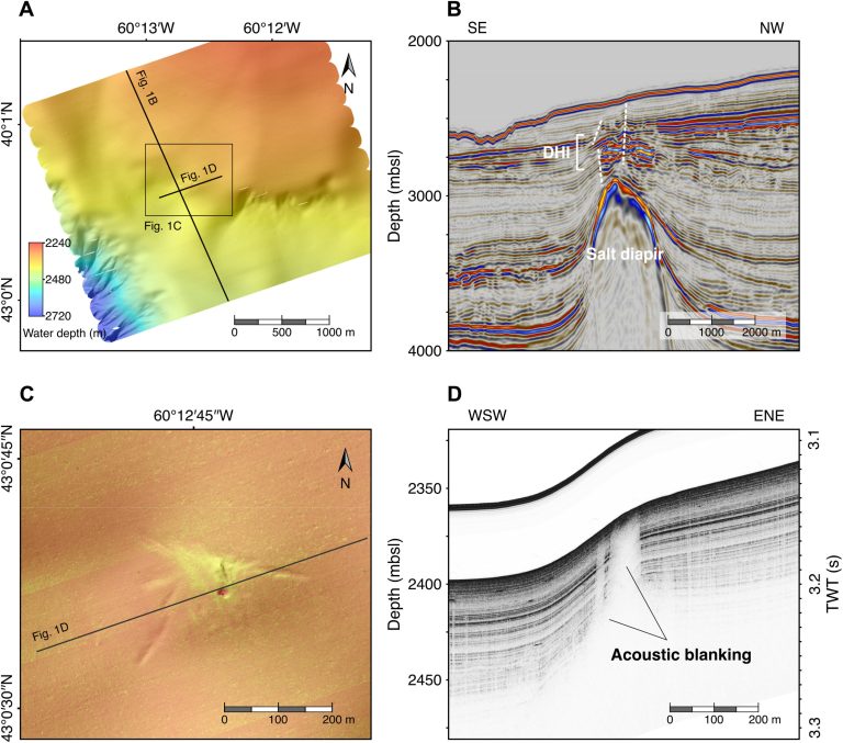 Genetic analysis of sub-seafloor ocean bacteria suggests seepage carries them great distances