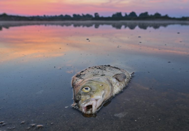 No single cause for massive Oder River fish die-off