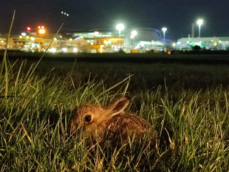 Hareport hazard—researchers identify most dangerous times for hares on Dublin Airport’s runway