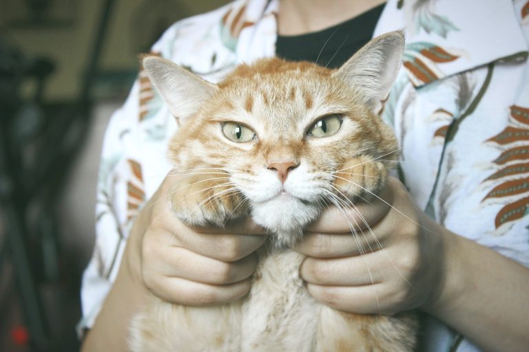 The most experienced cat owners are giving their pets unwelcome affection, study suggests