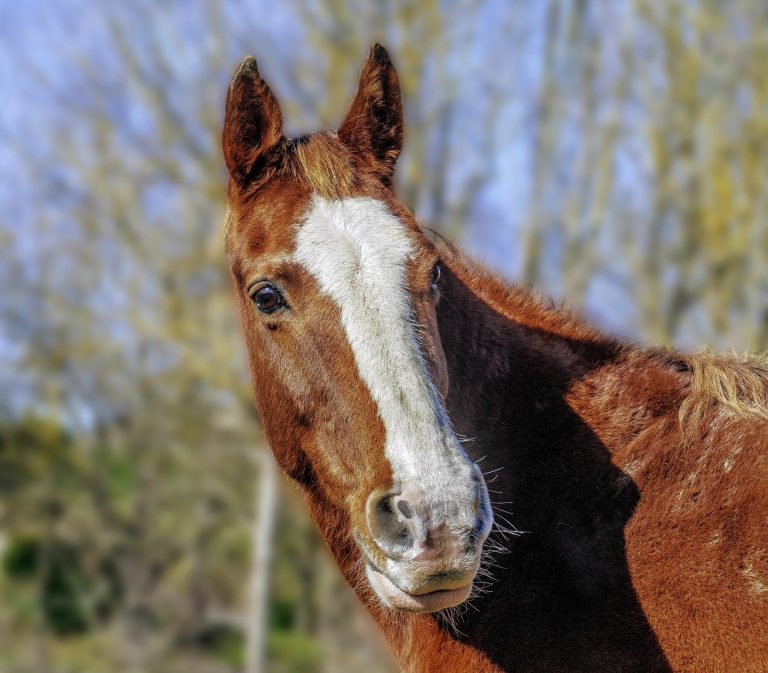 Scientists create DNA test that identifies Lyme disease in horses