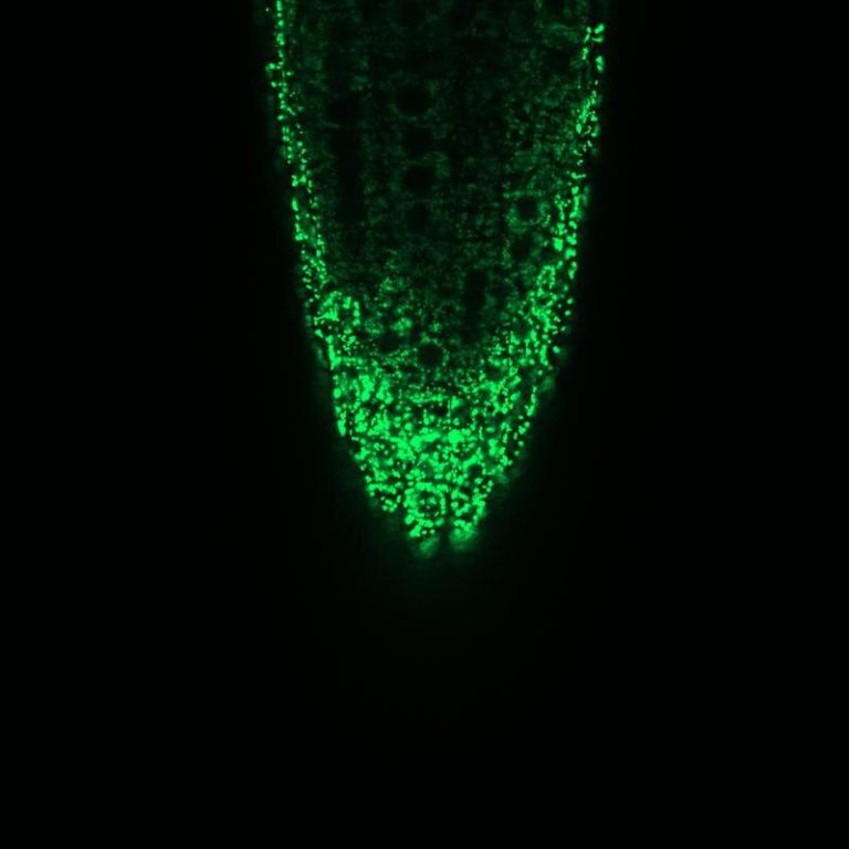 How calcium ions get into the cellular power stations of plants