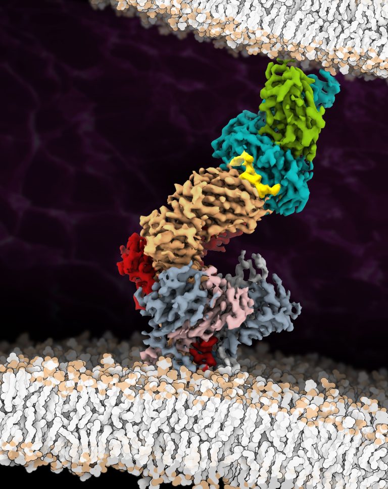 First image of antigen-bound T-cell receptor at atomic resolution