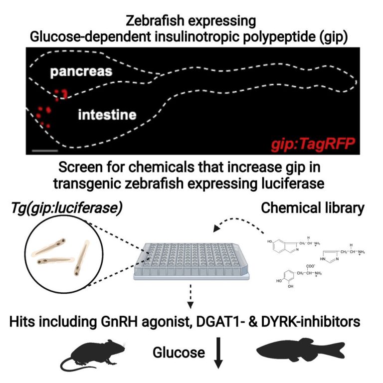 In vivo drug discovery for increasing incretin-expressing cells in diabetes