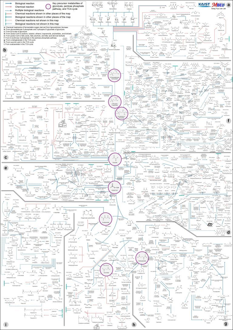 Interactive map of metabolical synthesis of chemicals