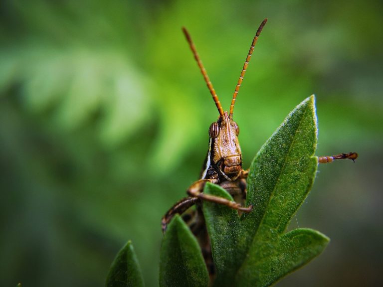 Researchers show that locusts can ‘sniff’ out human cancer