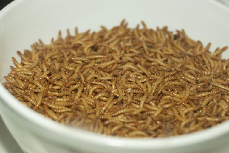 Cooking up mealworms into a tasty, healthful, ‘meat-like’ seasoning