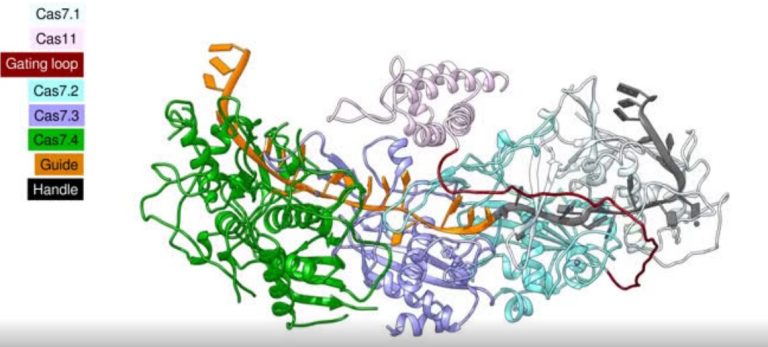 Microscopy reveals mechanism behind new CRISPR tool