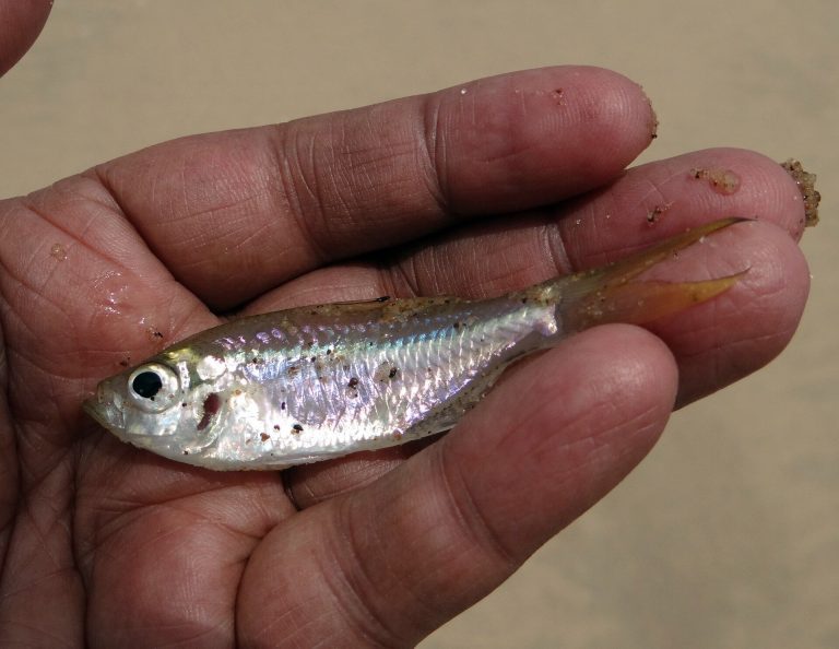 Study suggests humble minnow can take the heat