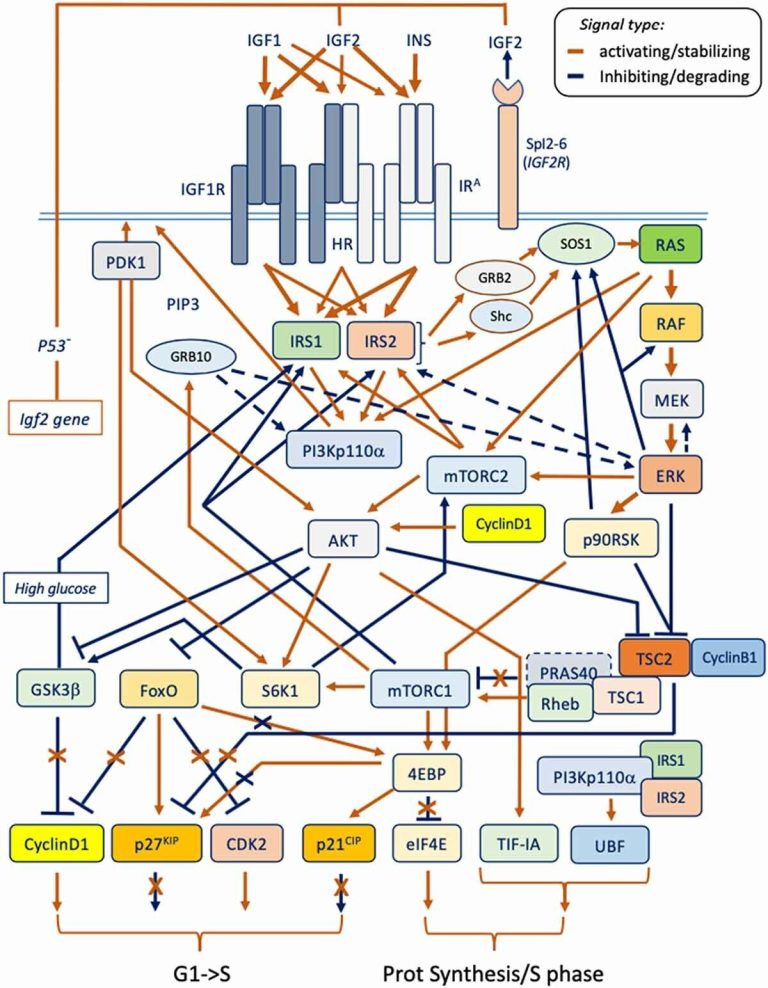 Molecular medicine review reveals the role of IGF in cancer, other proliferative diseases