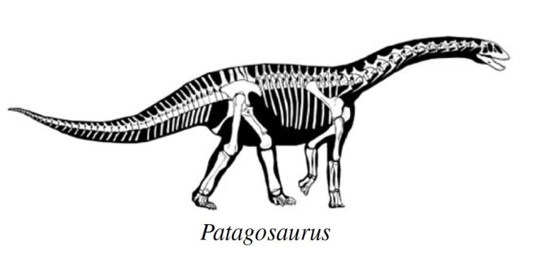 New long-necked dinosaur helps rewrite evolutionary history of sauropods in South America