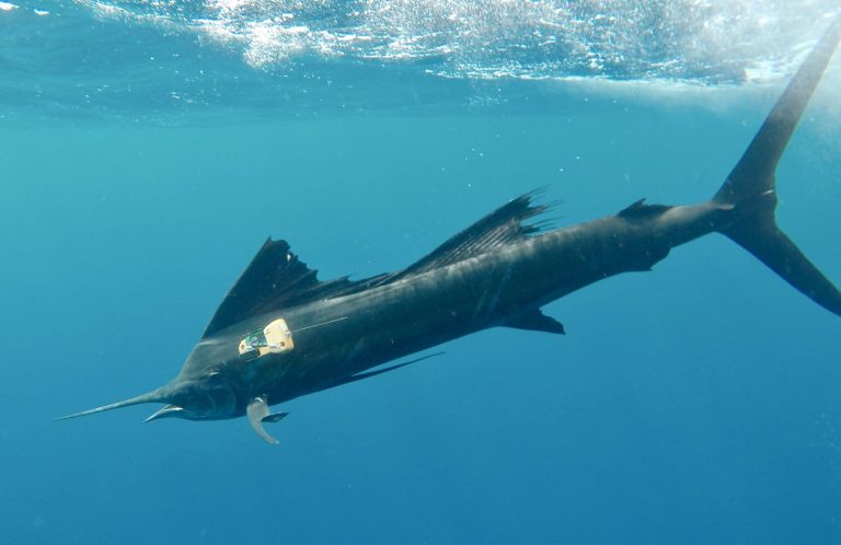 Researchers use first-of-its-kind tracking sensors to study billfish