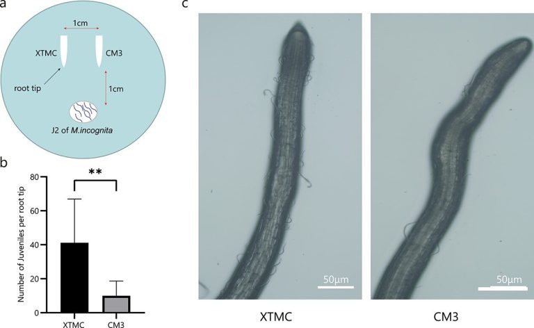 Parasitic behavior of the root-knot nematode is negatively regulated by root-derived volatiles of C. metuliferus