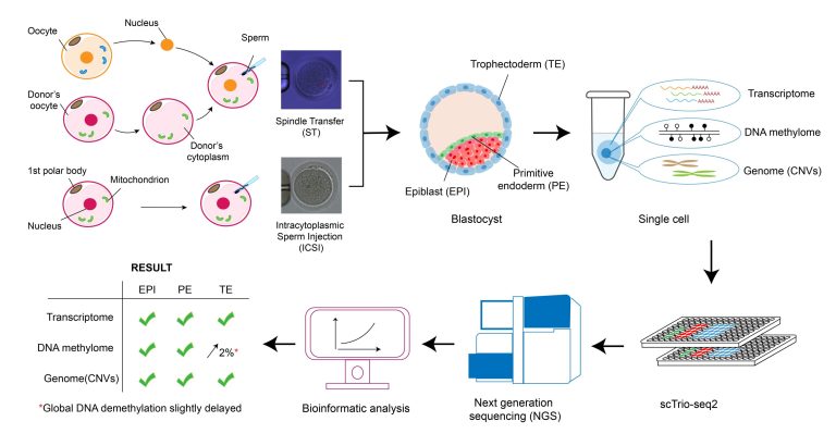 Pre-fertilization DNA transfer to avoid mitochondrial disease inheritance appears safe