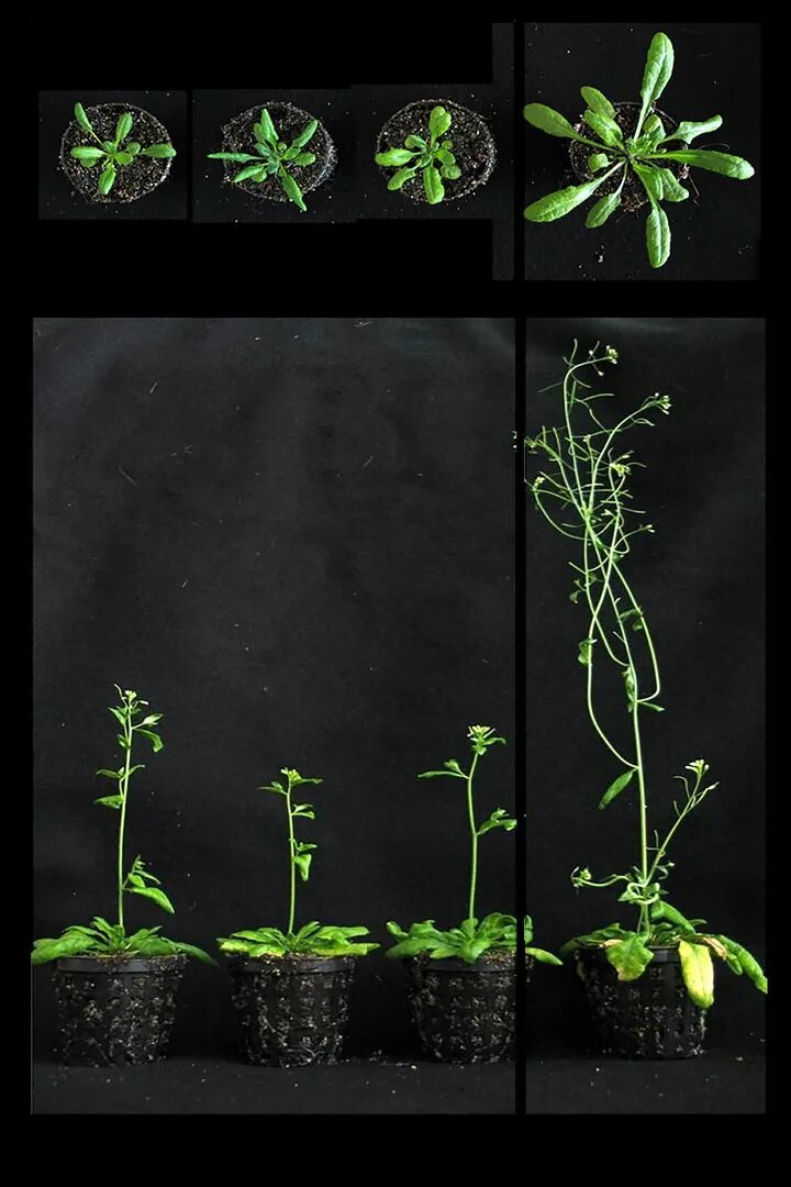 Previously unknown protein turns plants into dwarfs