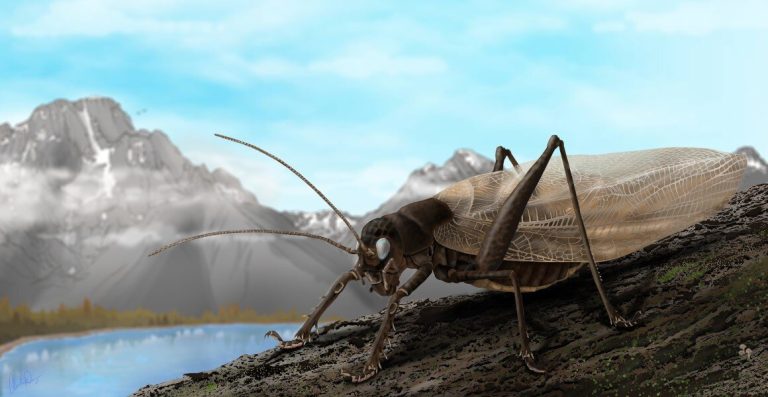 Recreating the song of a 150-year-old insect could help rediscover its species