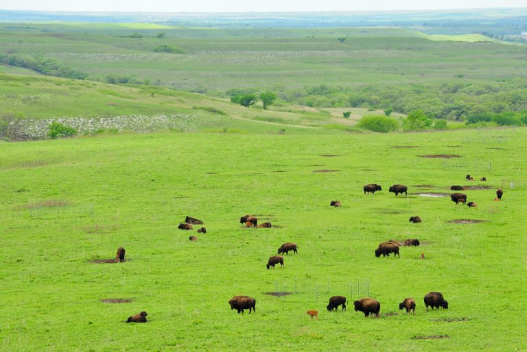 Reintroducing bison to grasslands increases plant diversity, drought resilience, study finds