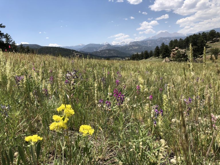 Research shows pairing herbicides with prescribed burning improves downy brome control